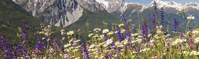 Local Flora and Fauna