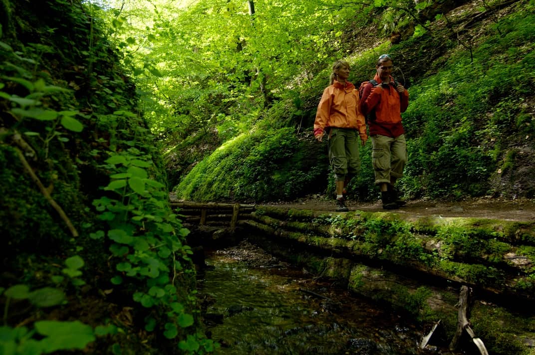 Forest Hiking Trail