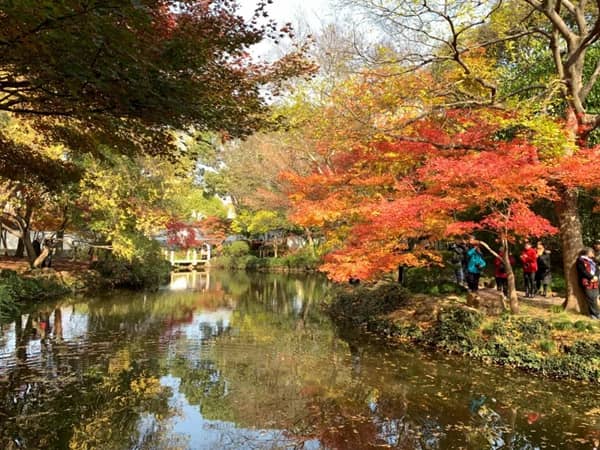 Autumn Foliage