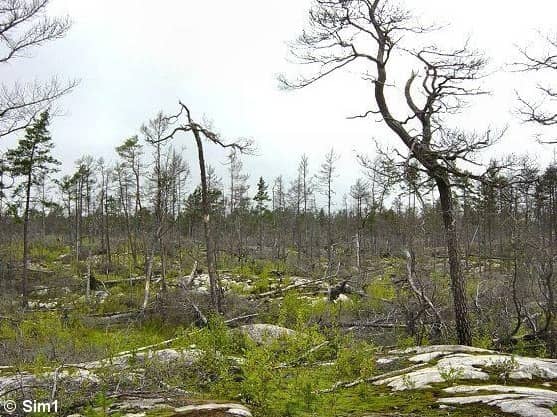 Post-Fire Regeneration Area