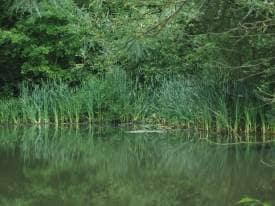 Meadow & Pond