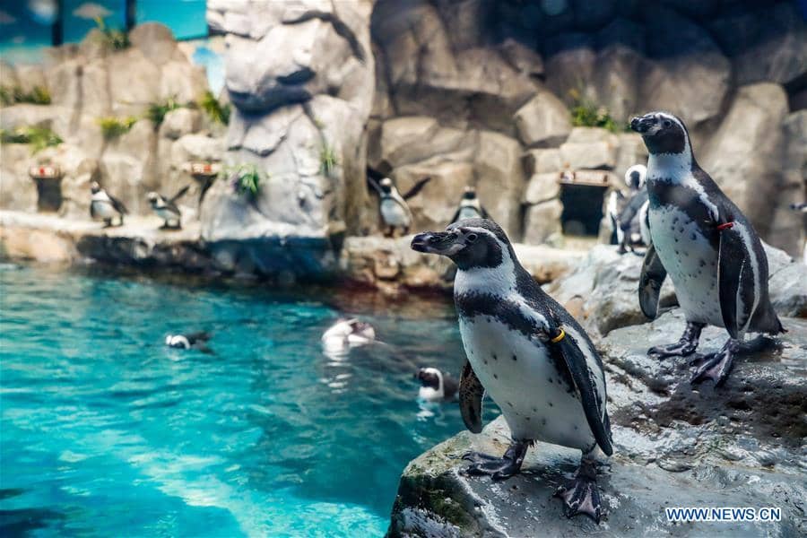 Penguins