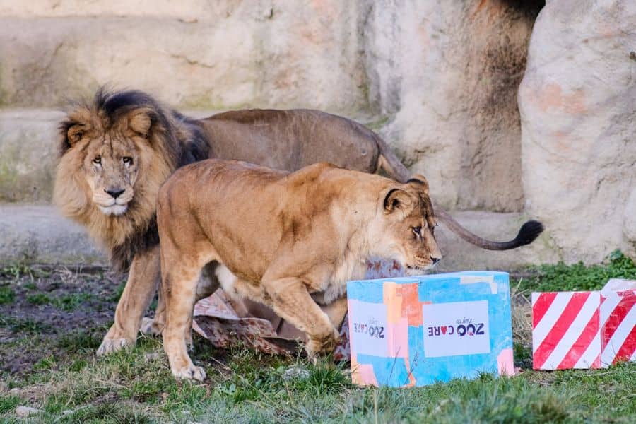 Majestic Big Cats