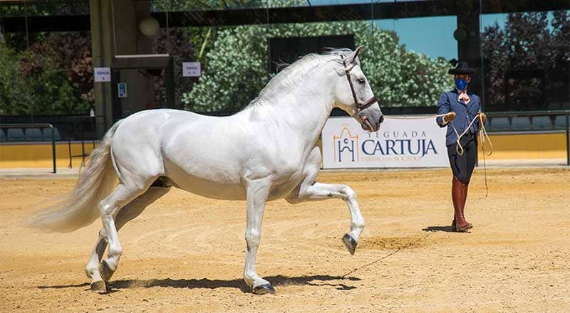 Cartujano Horse Breed