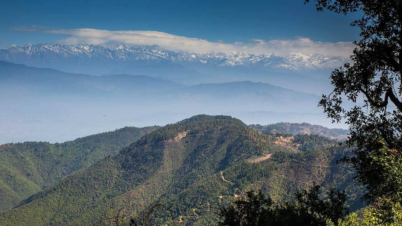 Scenic Forest Trails