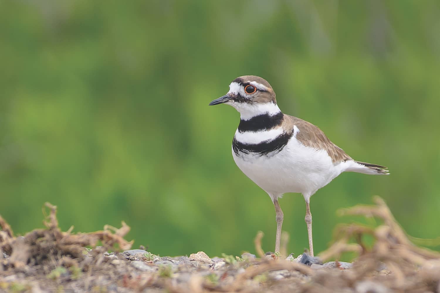 Wildlife Sightings