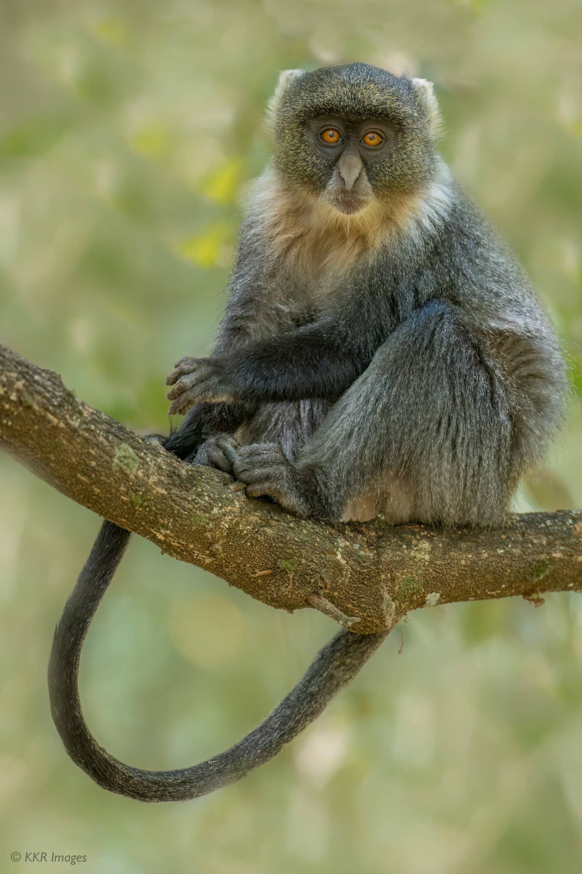 Monkeys in Their Habitat