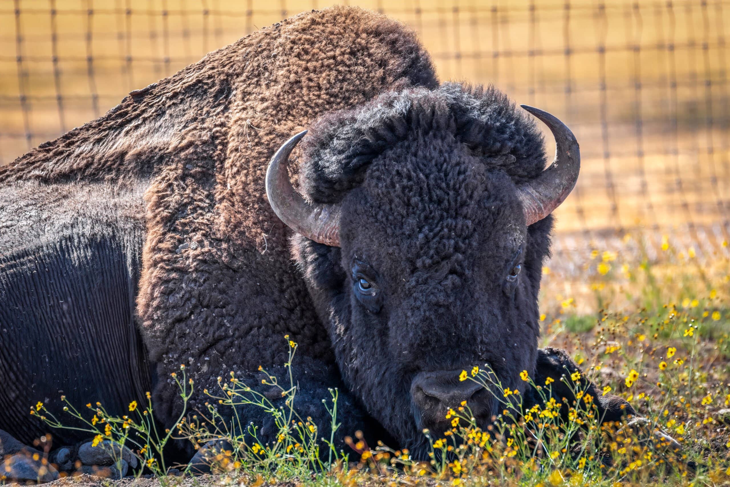 Bison Encounters