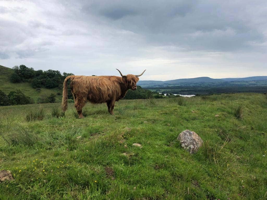 Highland Cows