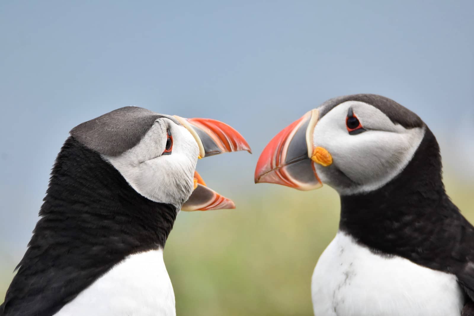 Coastal Bird Diversity