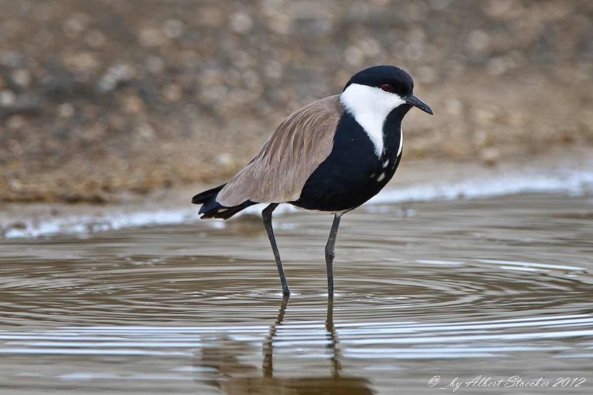 Spur-winged Lapwing Sanctuary