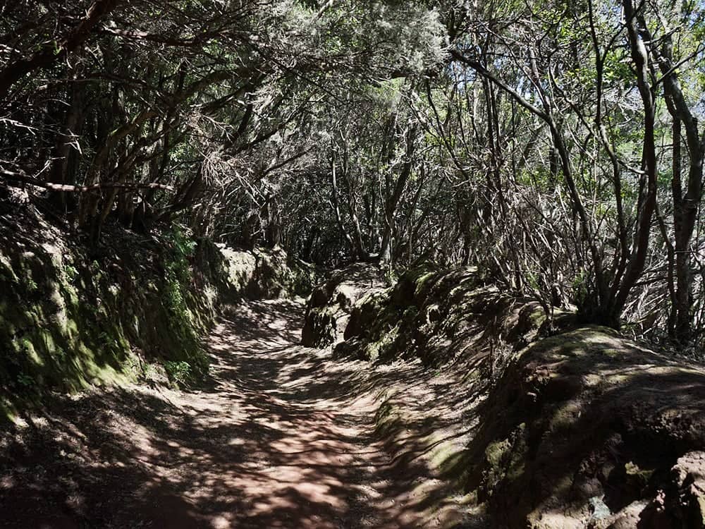 Laurel Forests