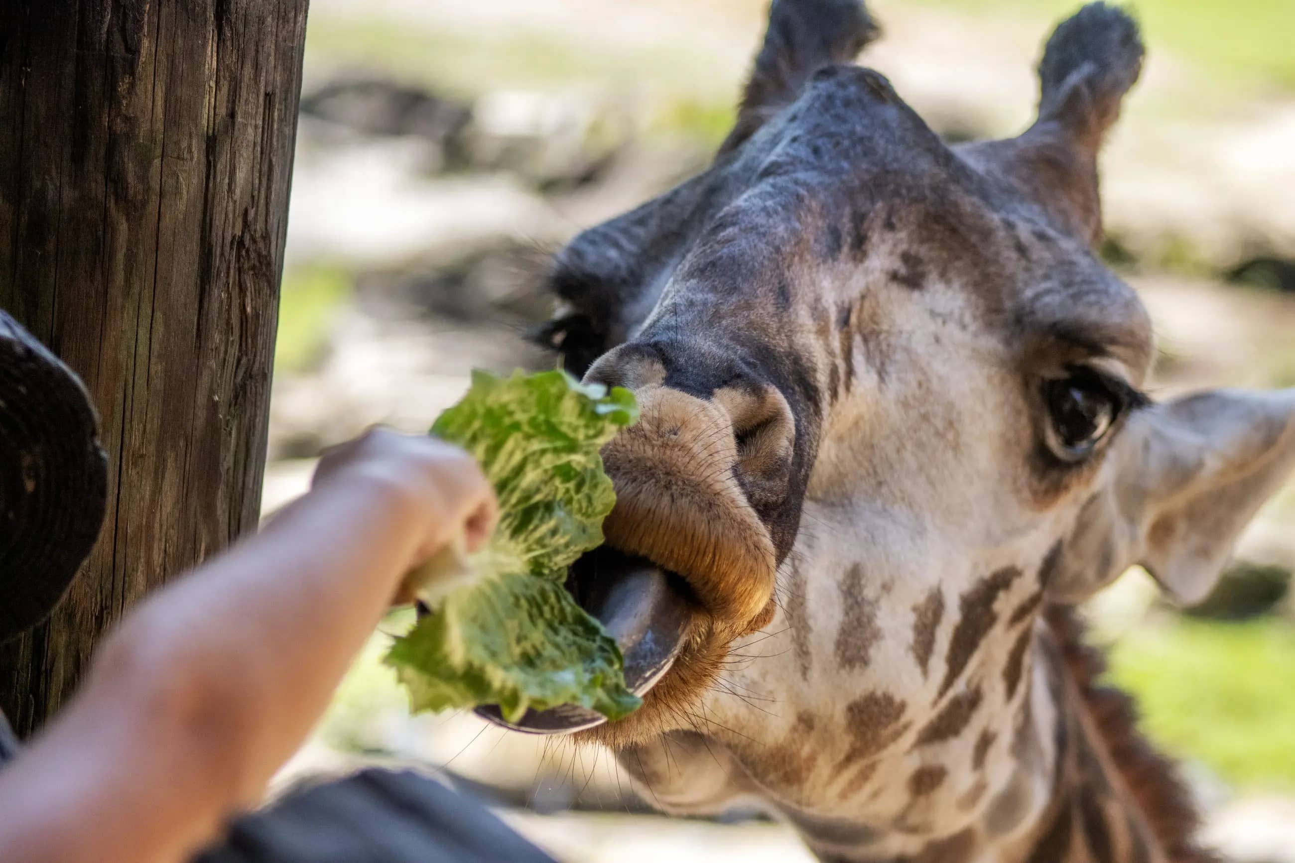 Giraffe Feeding Experience