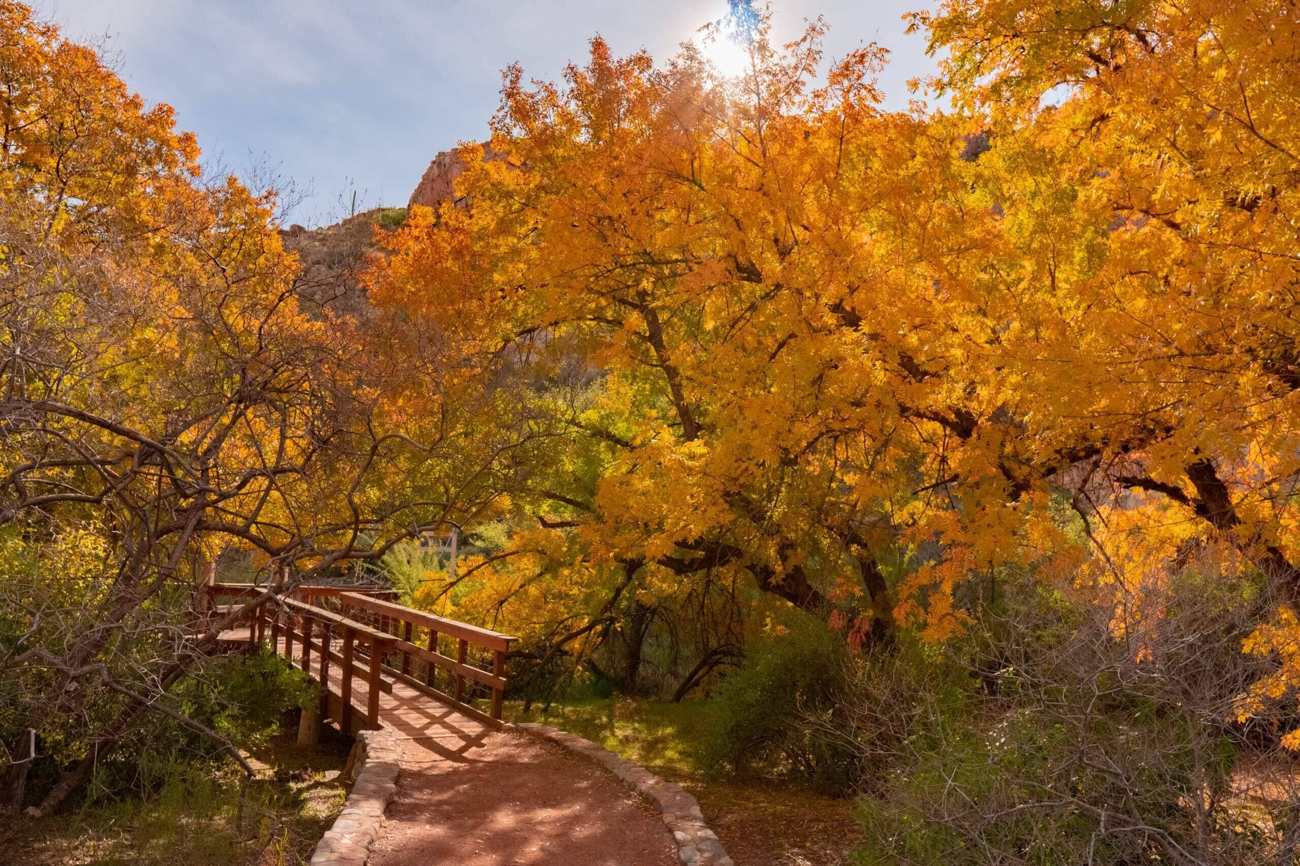 Fall Colors