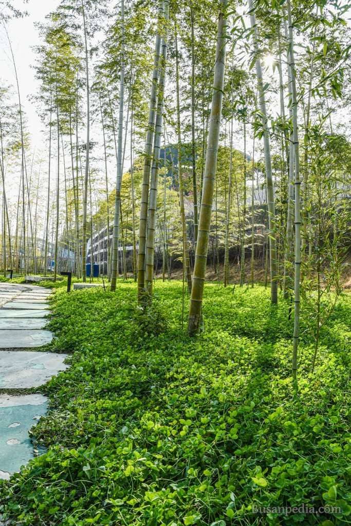 The Serene Bamboo Forest