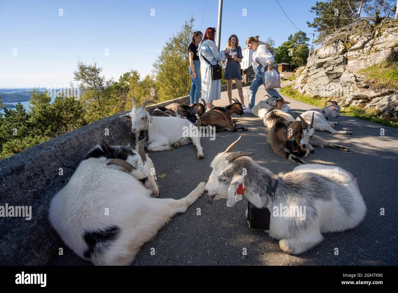 Friendly Mountain Goats