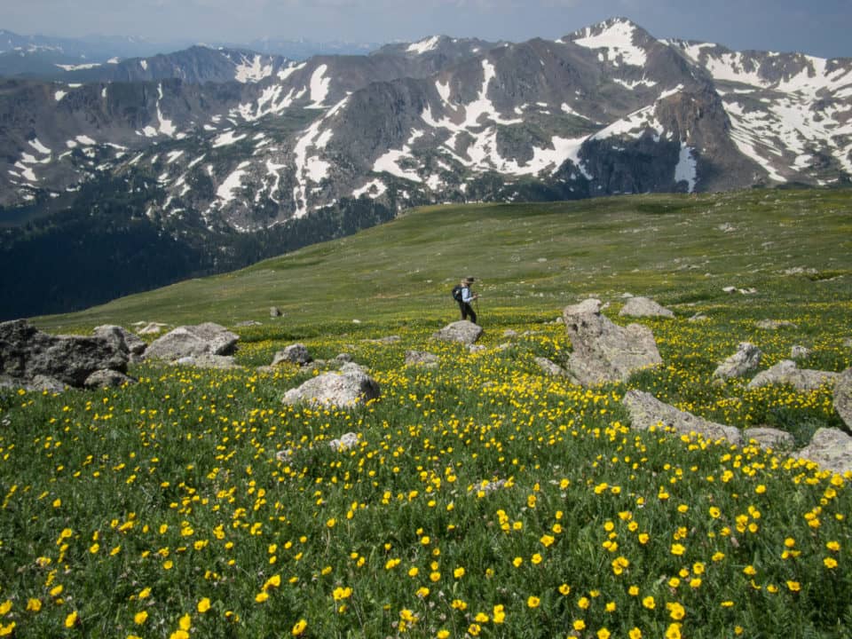 Wildflower Meadows
