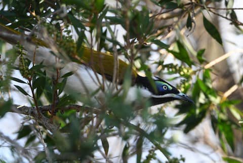 Wildlife Spotting