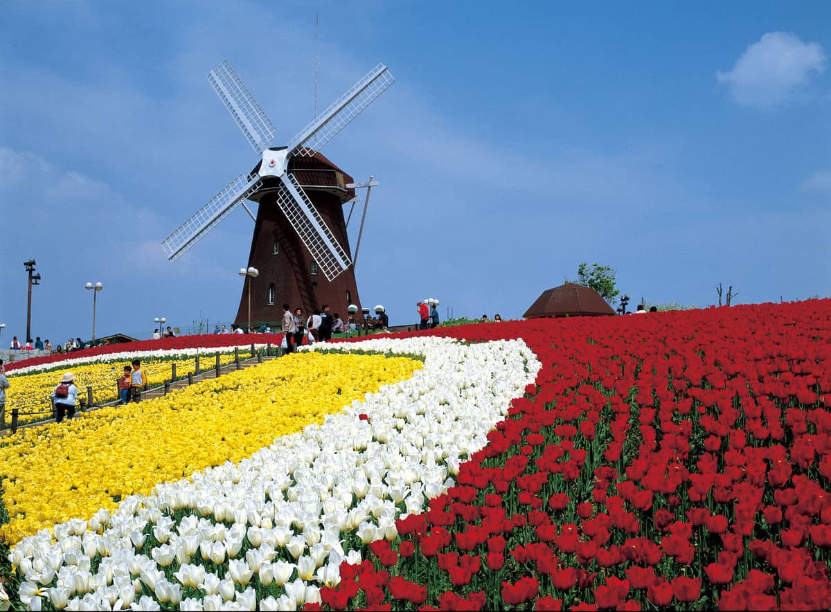 Vibrant Tulip Fields