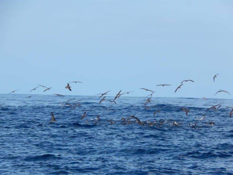 Seabird Colony