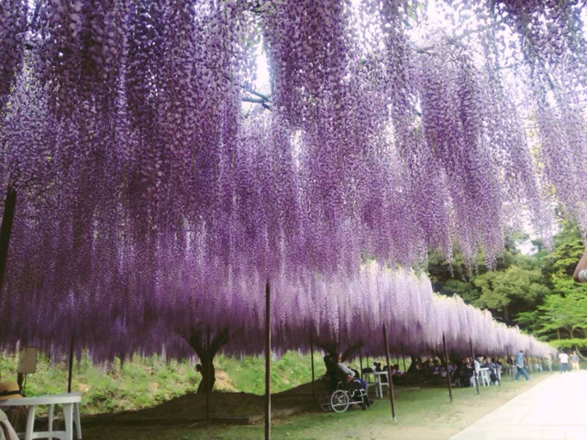 Tranquil Garden