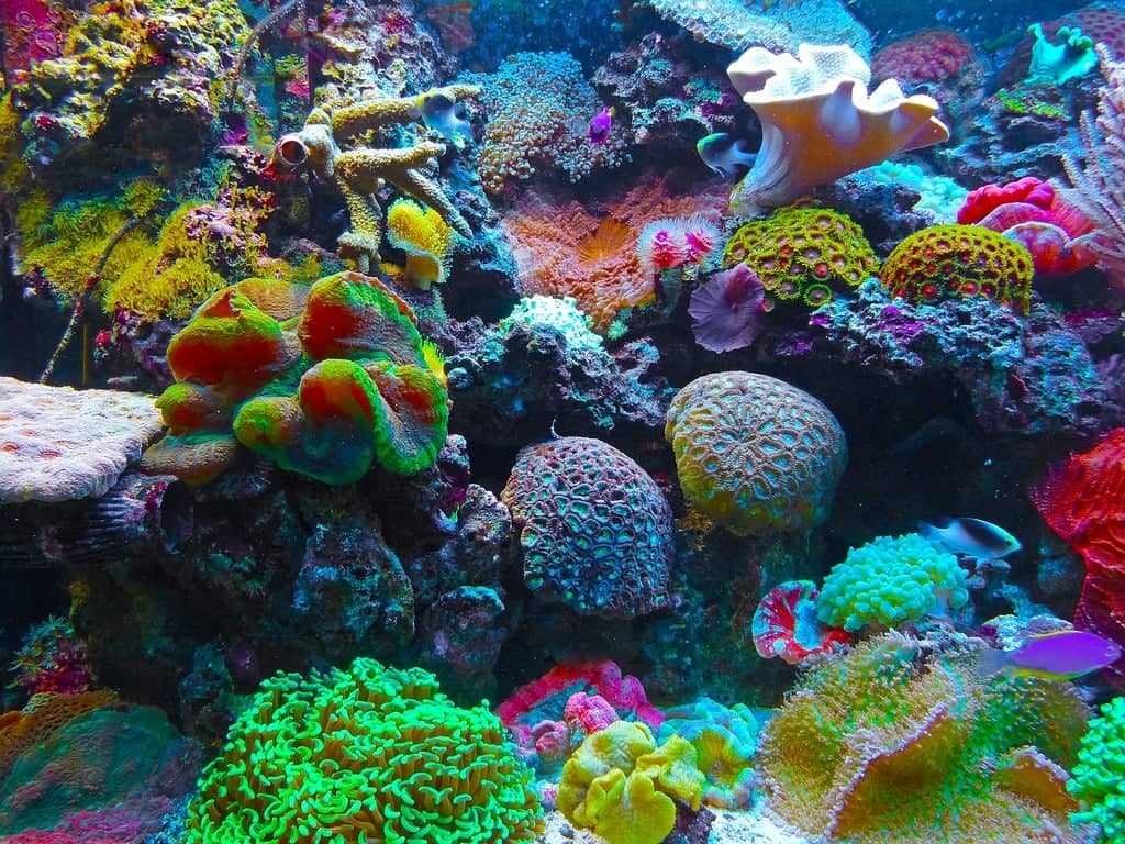 Vibrant Coral Reefs