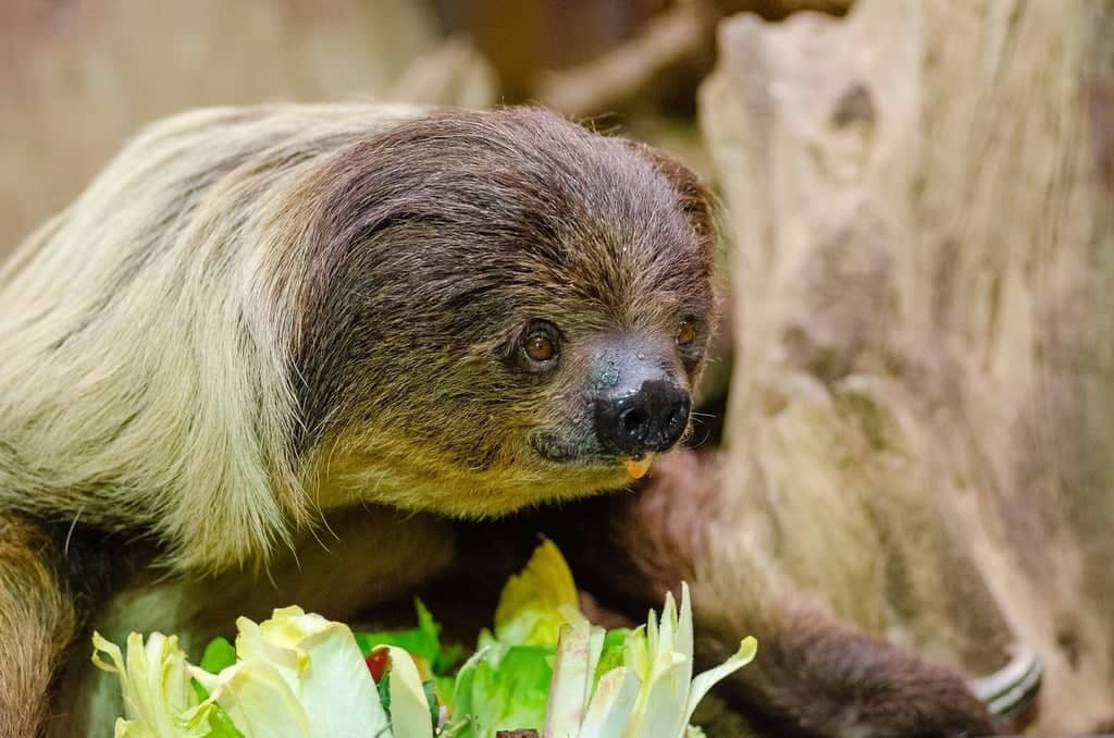 Sloth Sanctuary