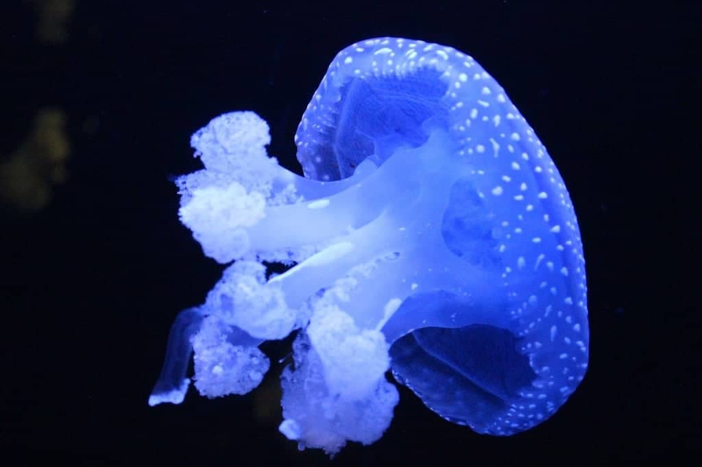 Diverse Marine Life