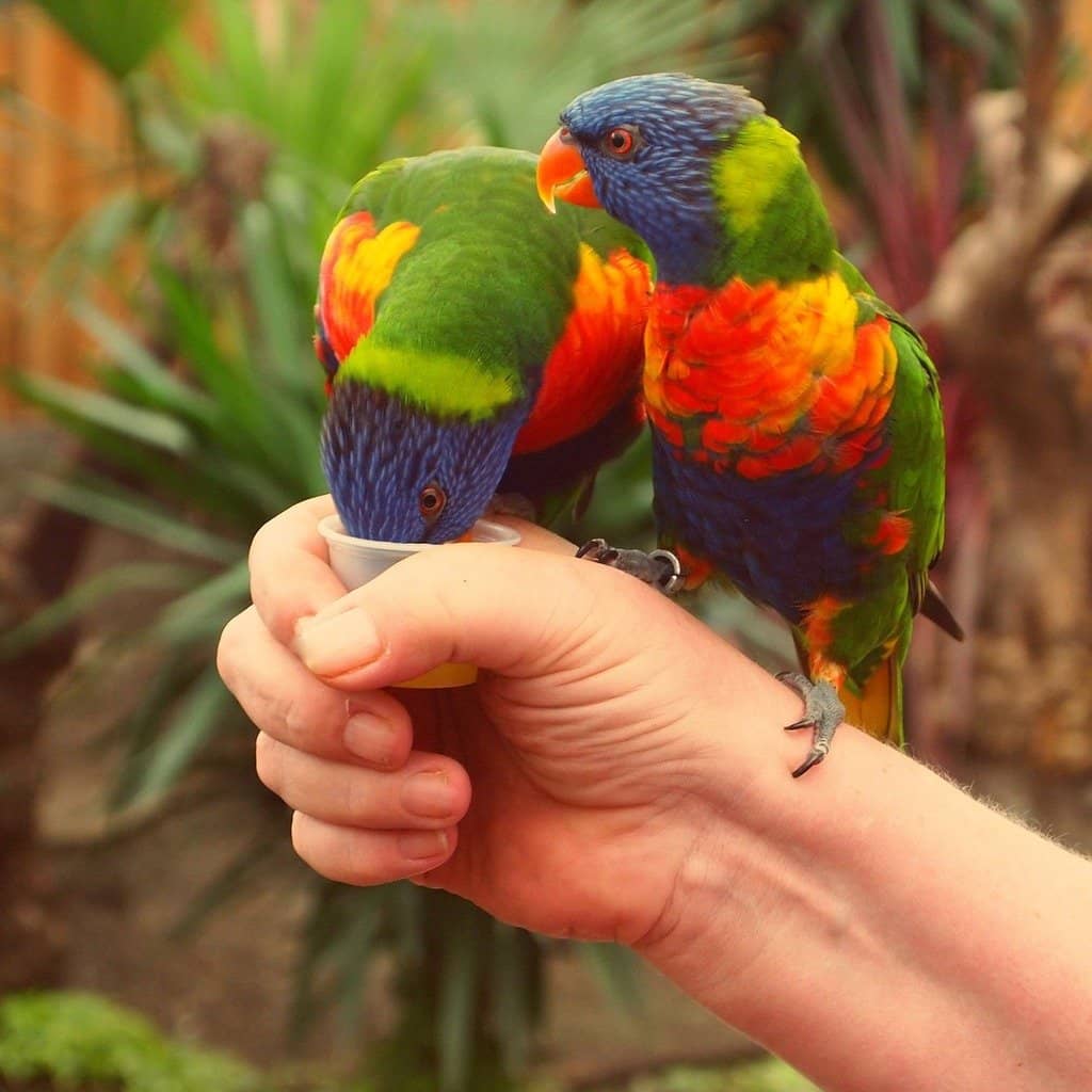 Lorikeet Feeding