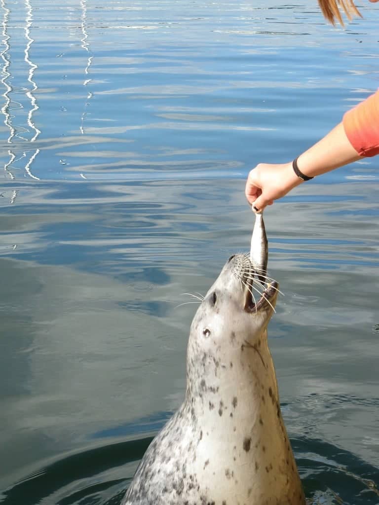 Seal Feeding Spectacle