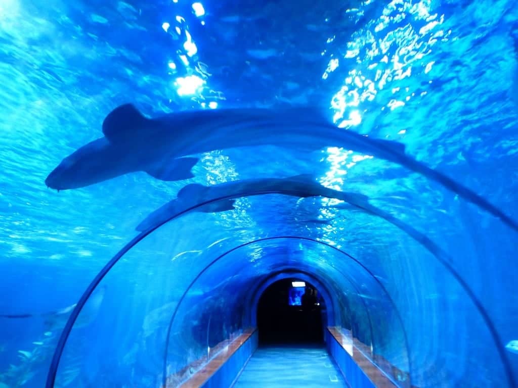 Shark Tank Immersion