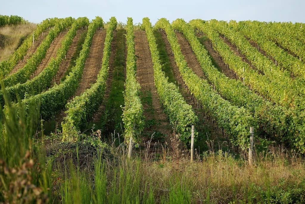 Loire Valley Vineyards