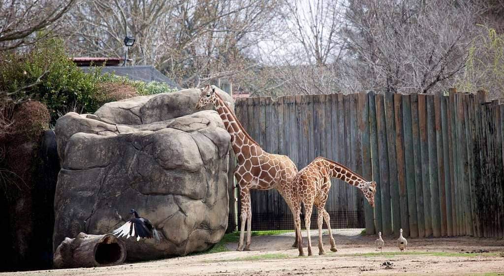 Giraffe Safari