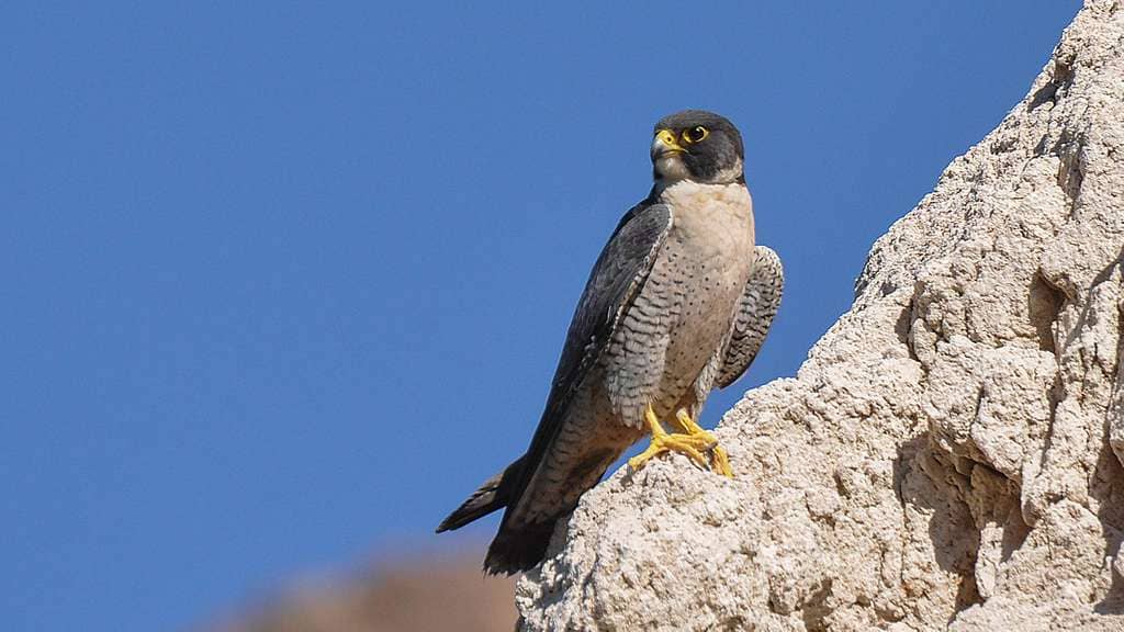 Peregrine Falcon Nesting Site