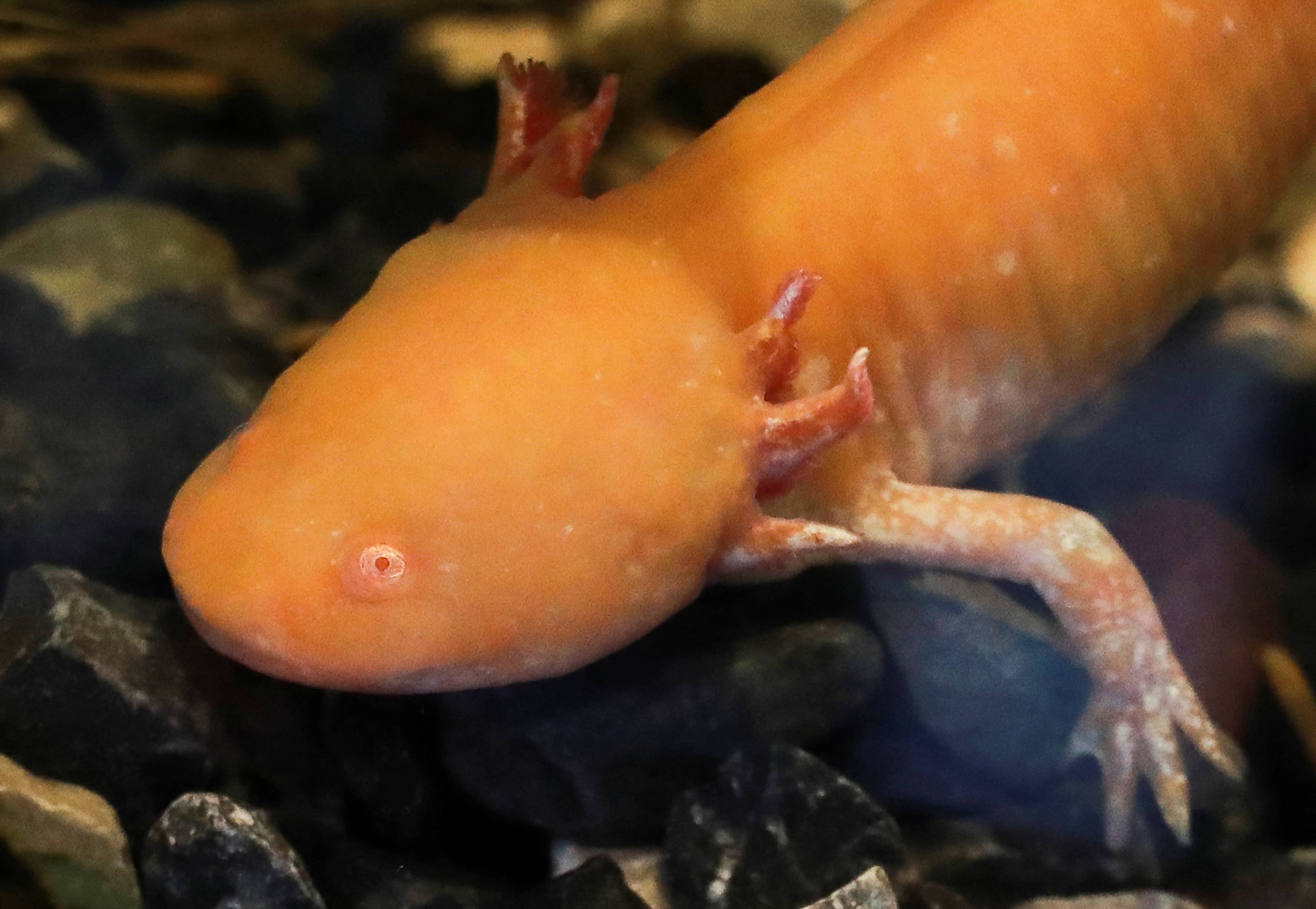 Axolotl Exhibit