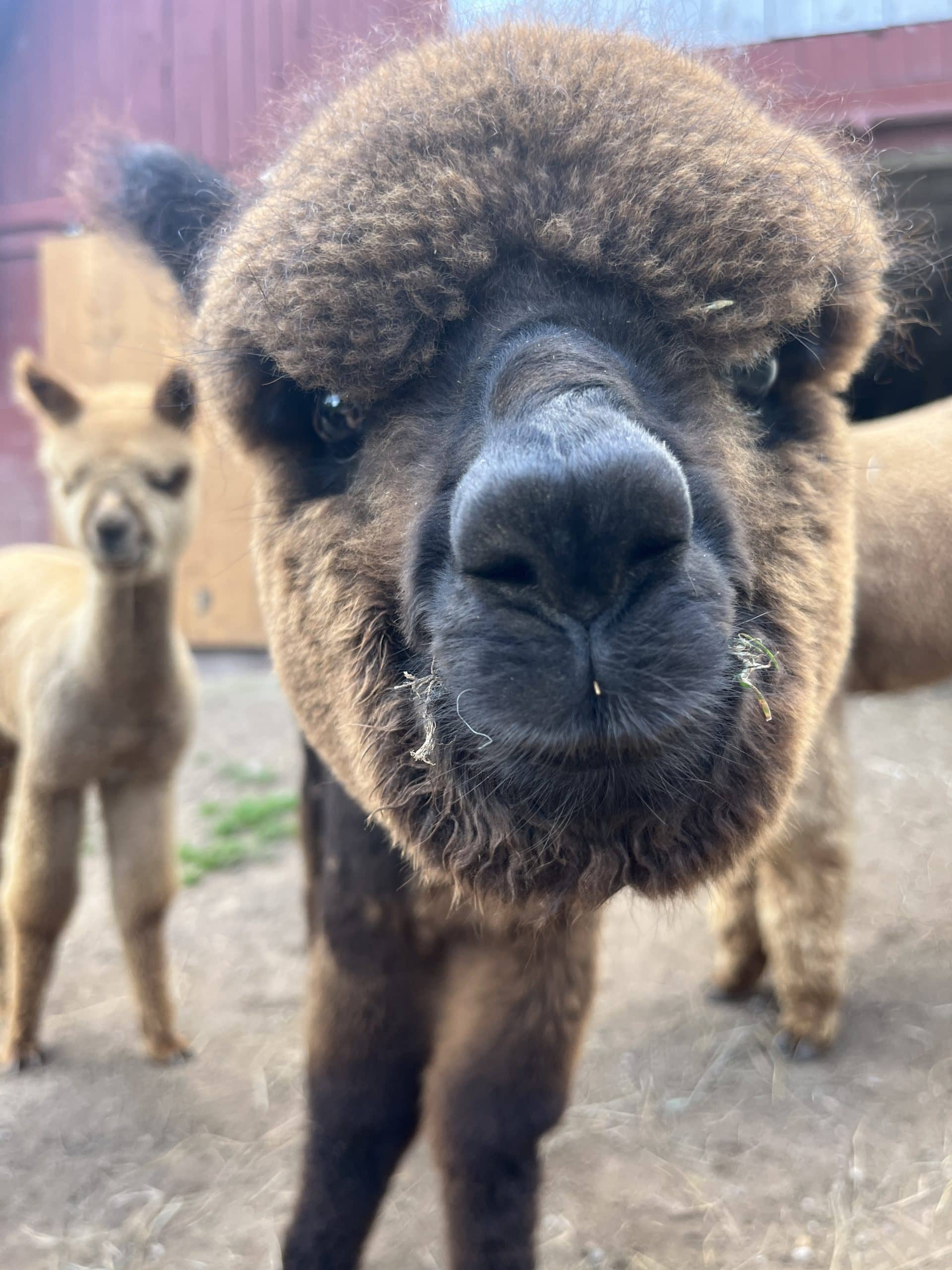 Charming Farm Animals