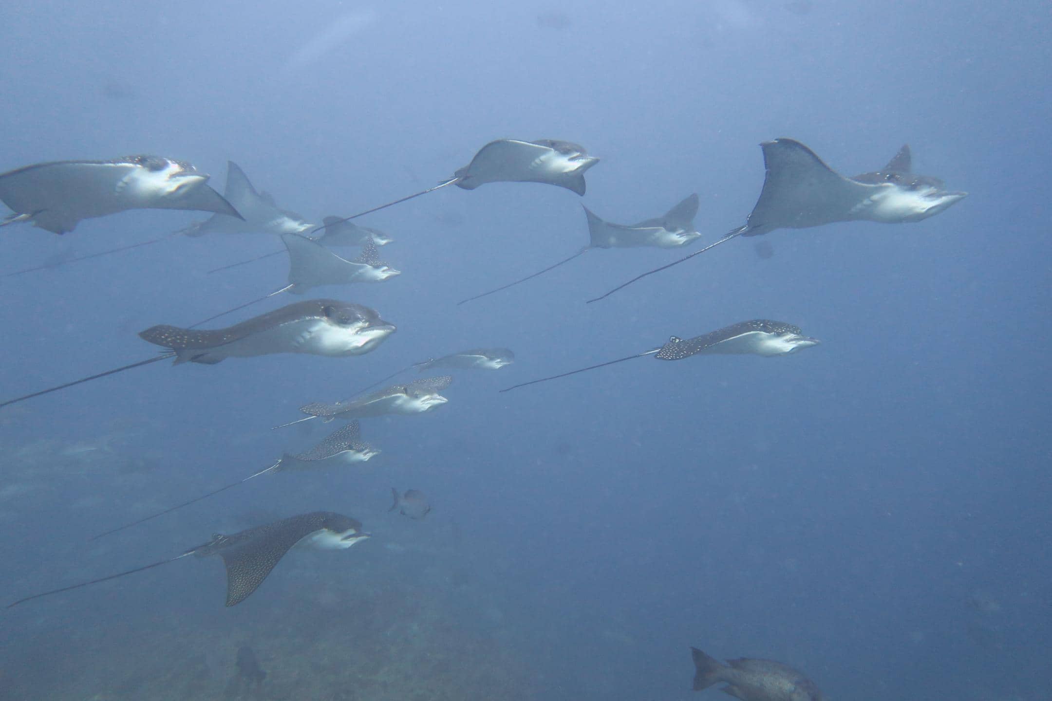 Pelagic Spectacle