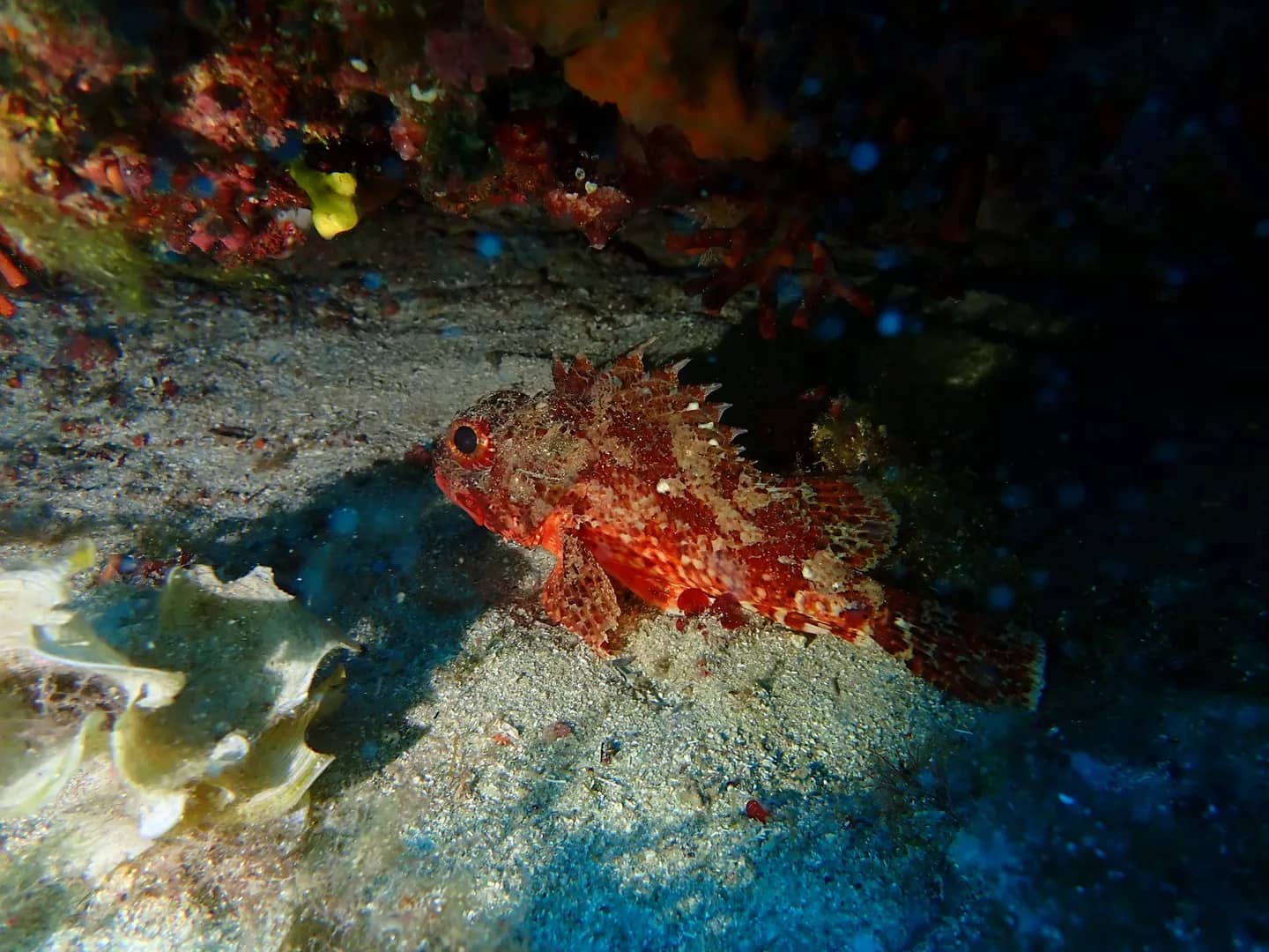 Abundant Marine Life