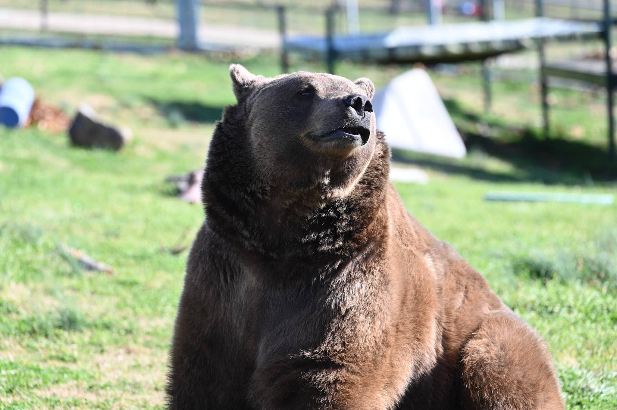 Bear Encounters