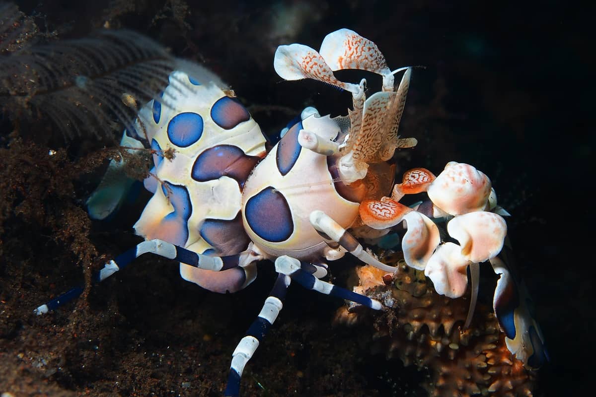 Harlequin Shrimp Spotting