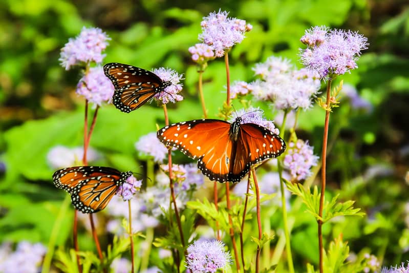 Butterfly Garden
