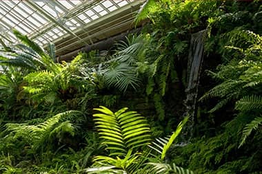 Fern Room