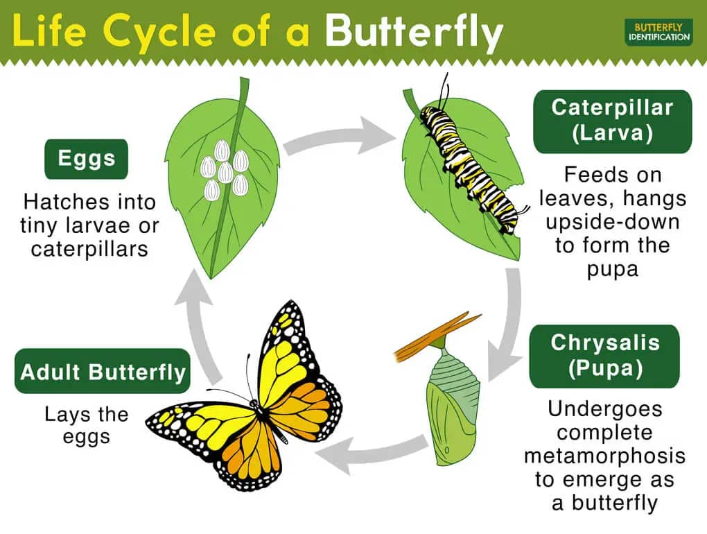 Chrysalis and Caterpillar Viewing