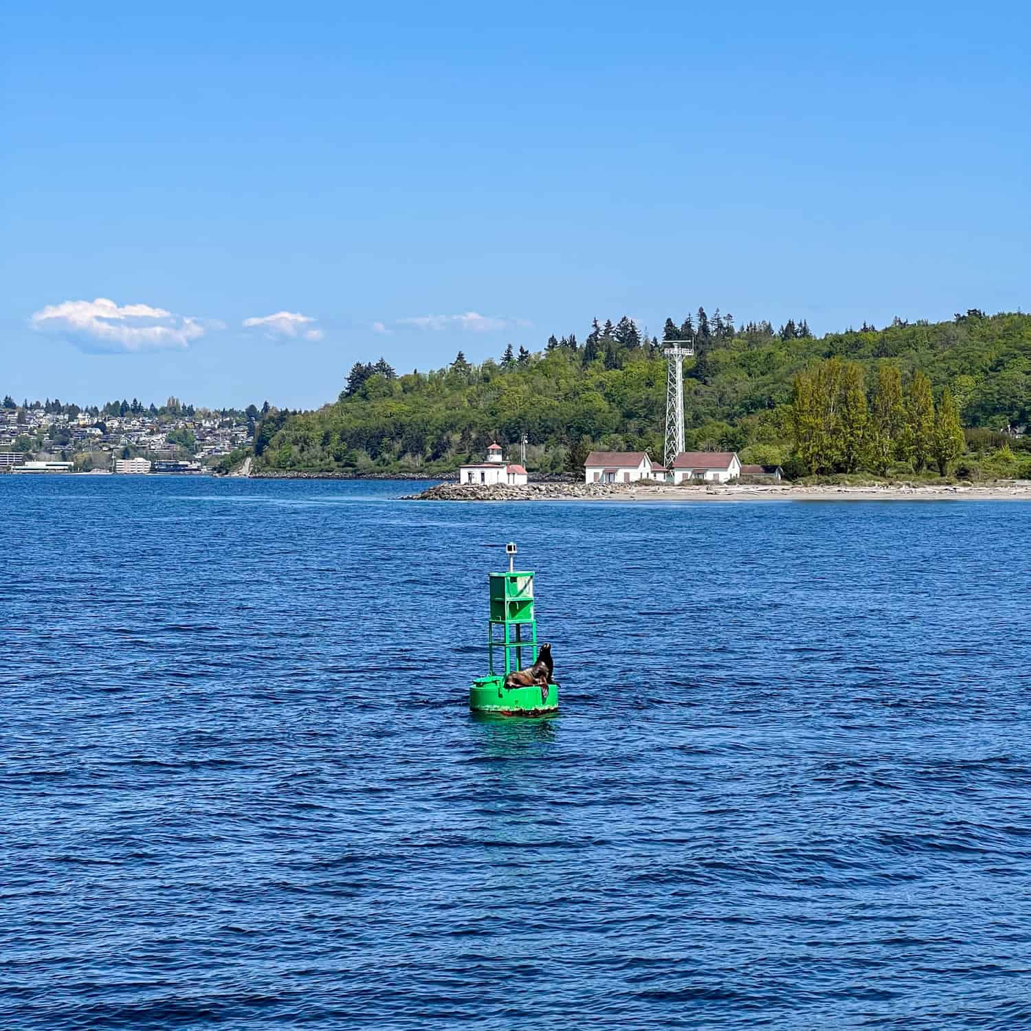 Puget Sound Marine Life