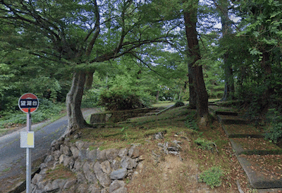 Tranquil Forest Trails