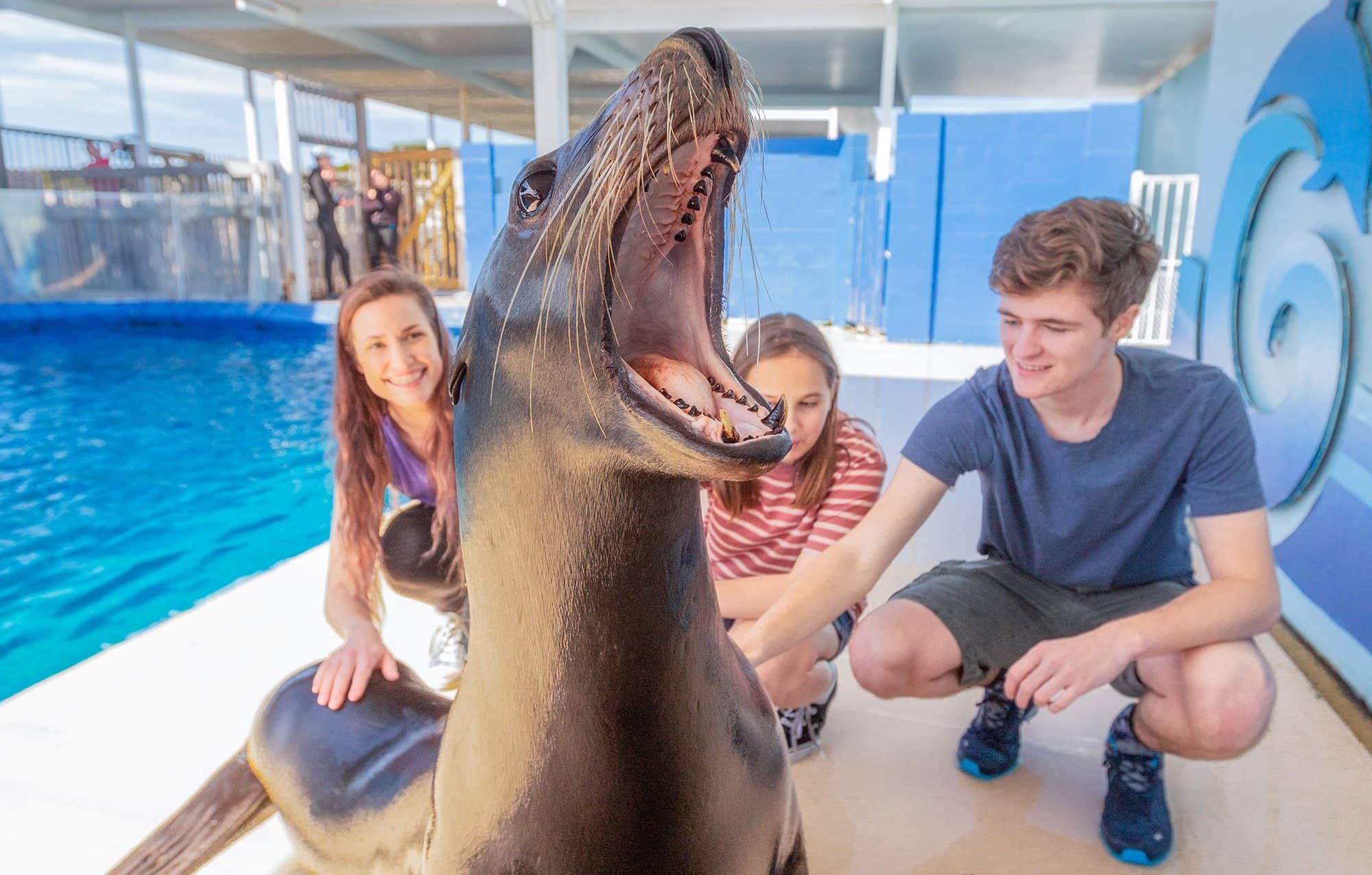 Sea Lion Encounter