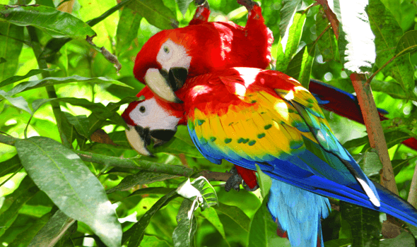 Diverse Bird Collection