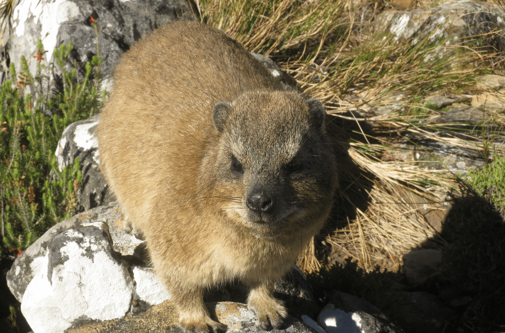 Wildlife Spotting