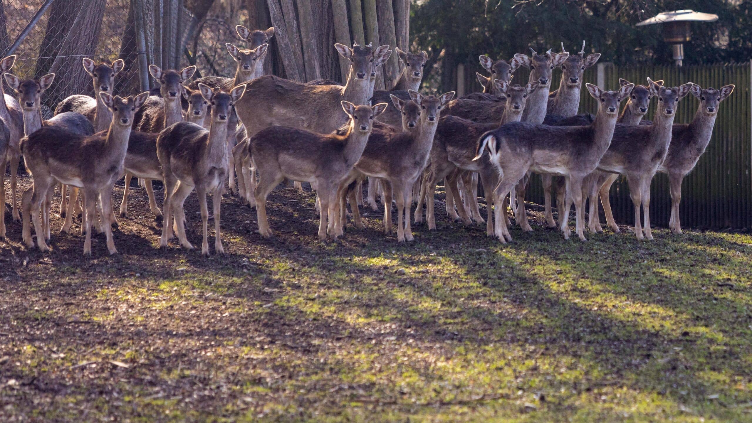 Deer Enclosure