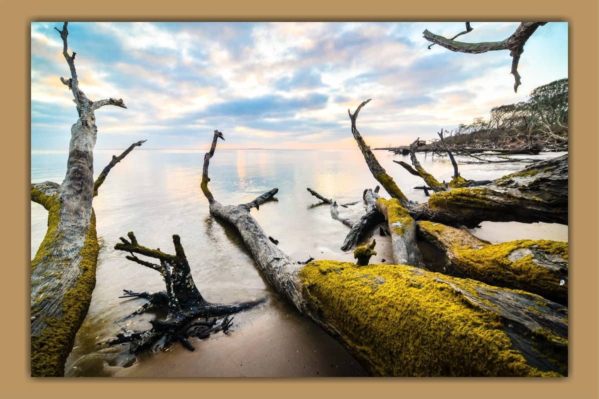 Driftwood Sculptures